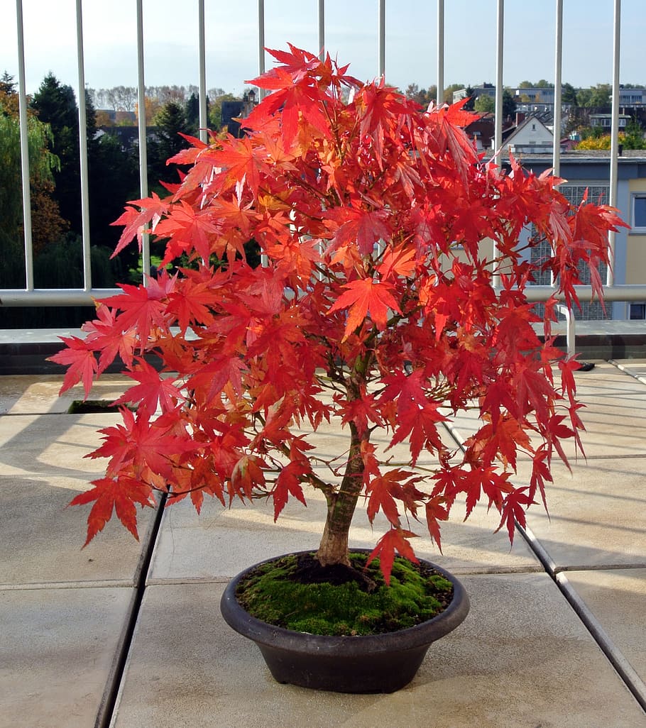 bonsai, maple, musim gugur, pohon bonsai, alam, pohon, daun, musim gugur emas, dedaunan musim gugur, merah
