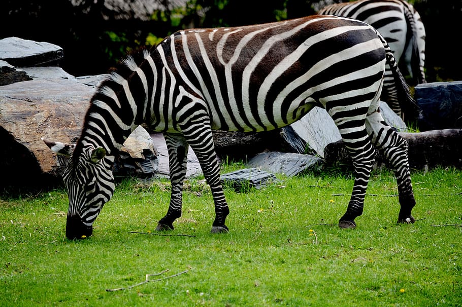 Zebra, Zoo, African Animals, animal, nature, stripes, savannah, wild animals, africa, outside