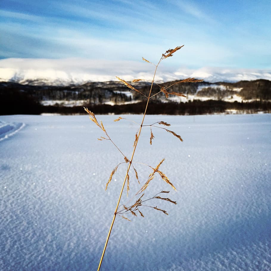 Сухая трава в снегу