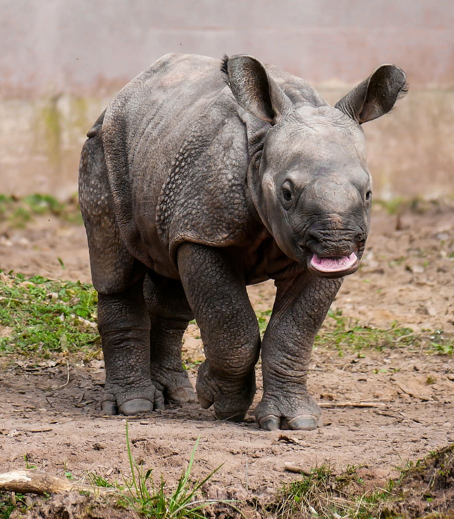 black rhinoceros, rhino, animal, pachyderm, rhino baby, rhino young, nürnberger tiergarten, curiosity, run, one animal