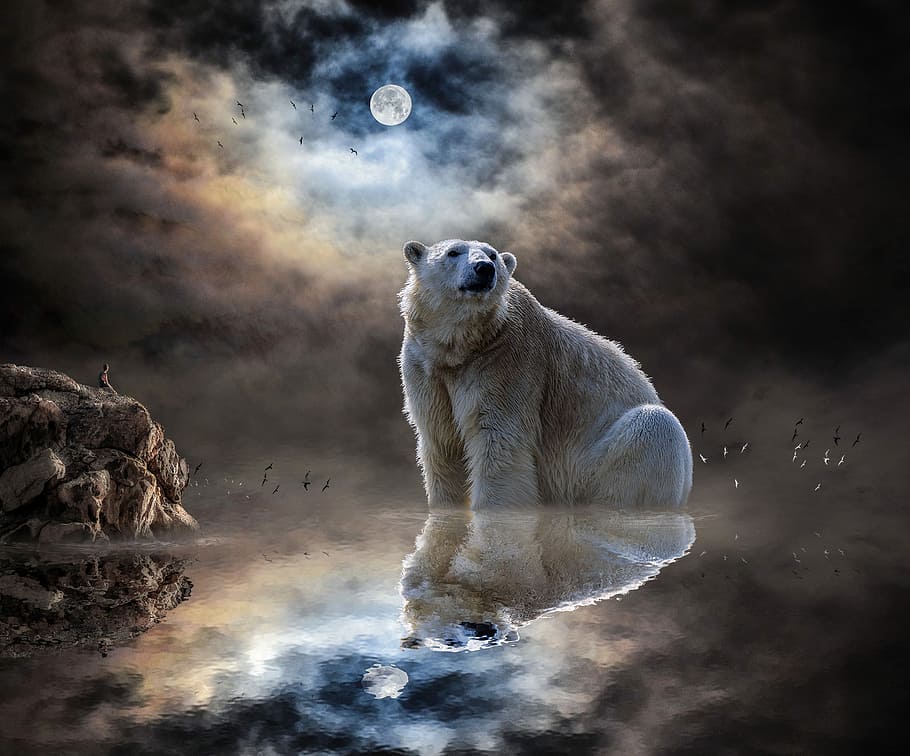 polar, bear, body, water, night, landscape, sea, reflection, moon, moonlight