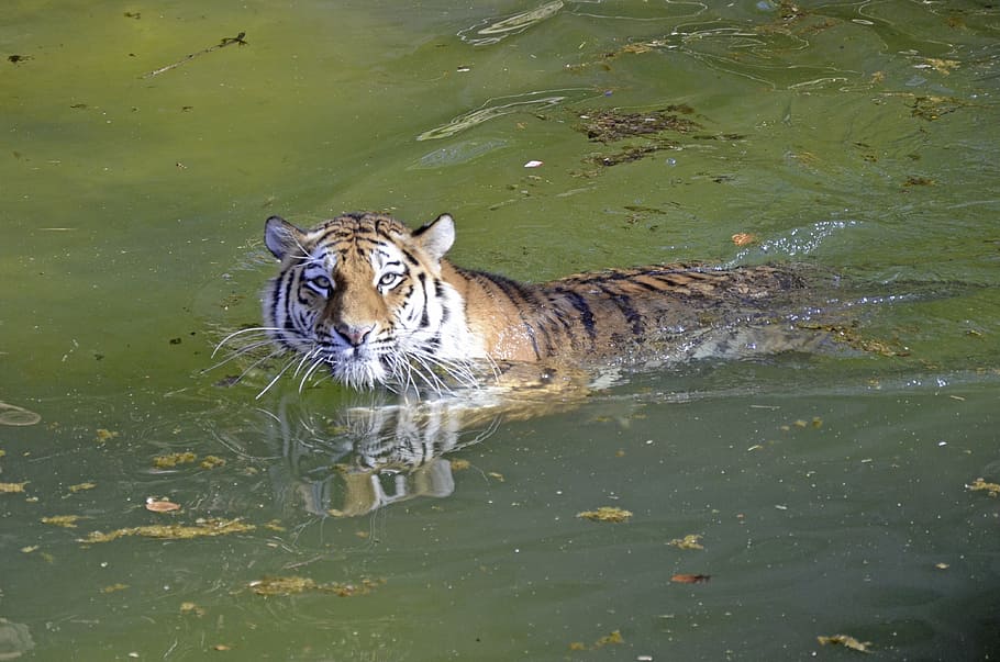 tiger, big cat, water, swim, cat, dangerous, predator, indian tiger, majestic, noble
