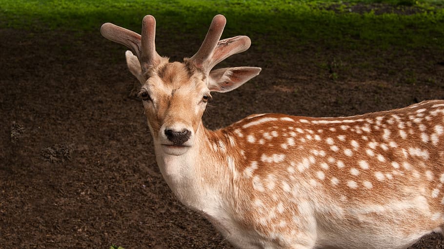 deer, ree, nature, mammal, fauna, animal, landscape, wild, animal world, camouflage
