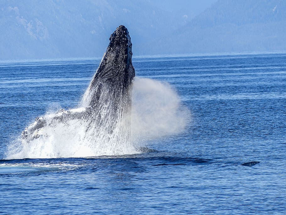 ocean, Sperm whale, humpback whale, natural spectacle, nature, mammal, animal, wildlife, jumping, colossus