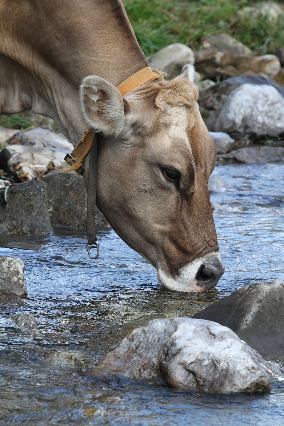 Фото как животные пьют воду