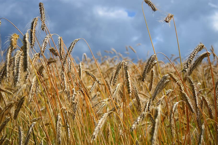field, barley field, cereals, agriculture, nature, summer, spike, grain, cereal plant, crop
