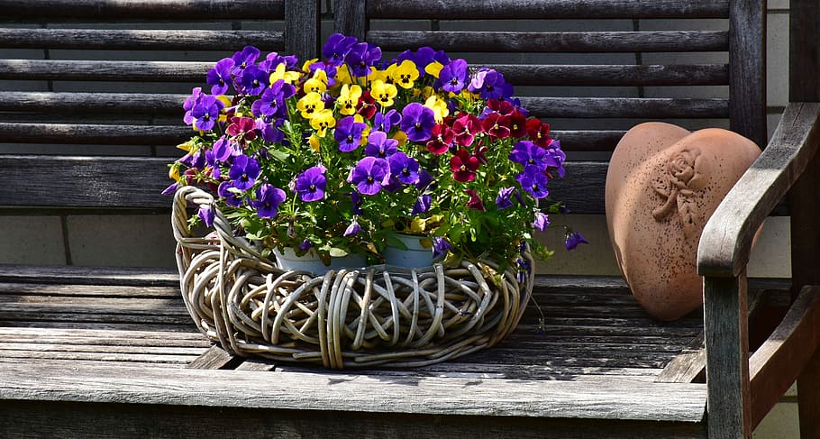 roxo, yellopw pansy flowers, branco, pote de vime, pansy, 400-500, flores, flor, violeta, violaceae