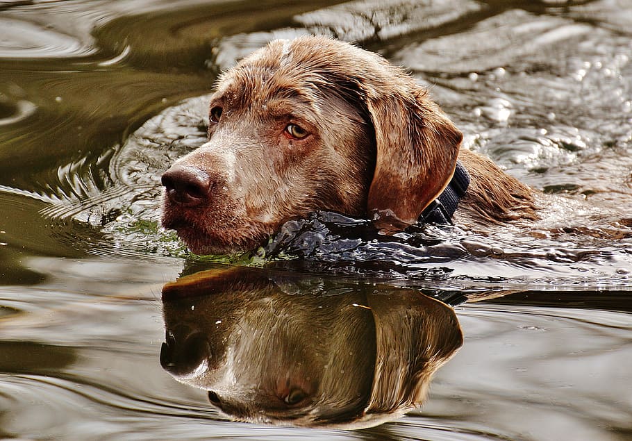 adult chocolate labrador retriever, body, water, dog, swim, wet, funny, cute, animal, pet
