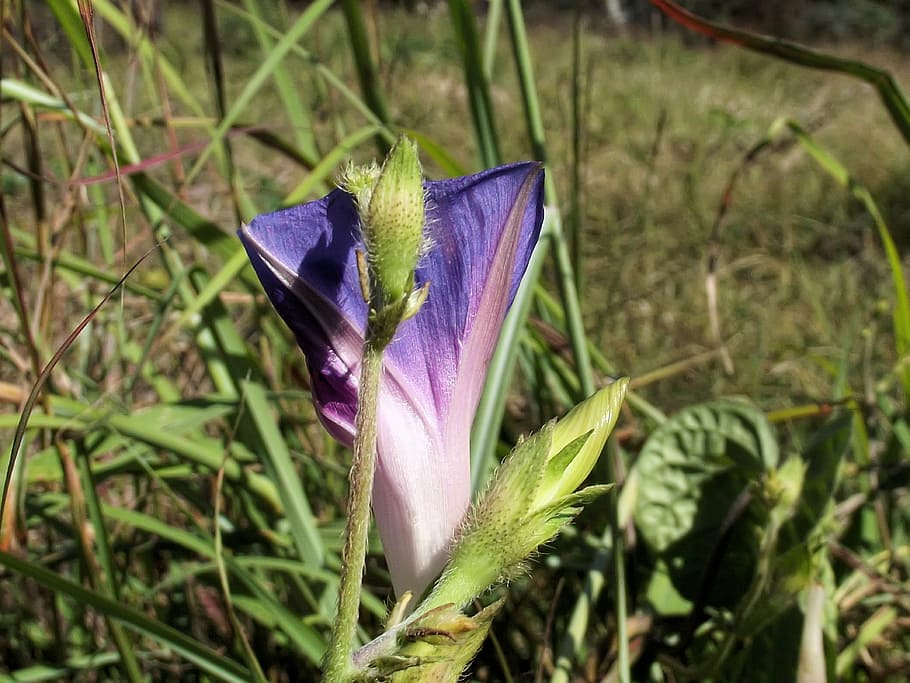 ipomoea purpurea, purple, tall, common morning glory, species, genus, ipomoea, buds, bloom, flower