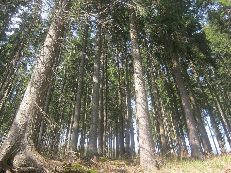 thuringian forest, forest, thuringia germany, spruce, high, steep, perspective, rennsteig, tree, plant