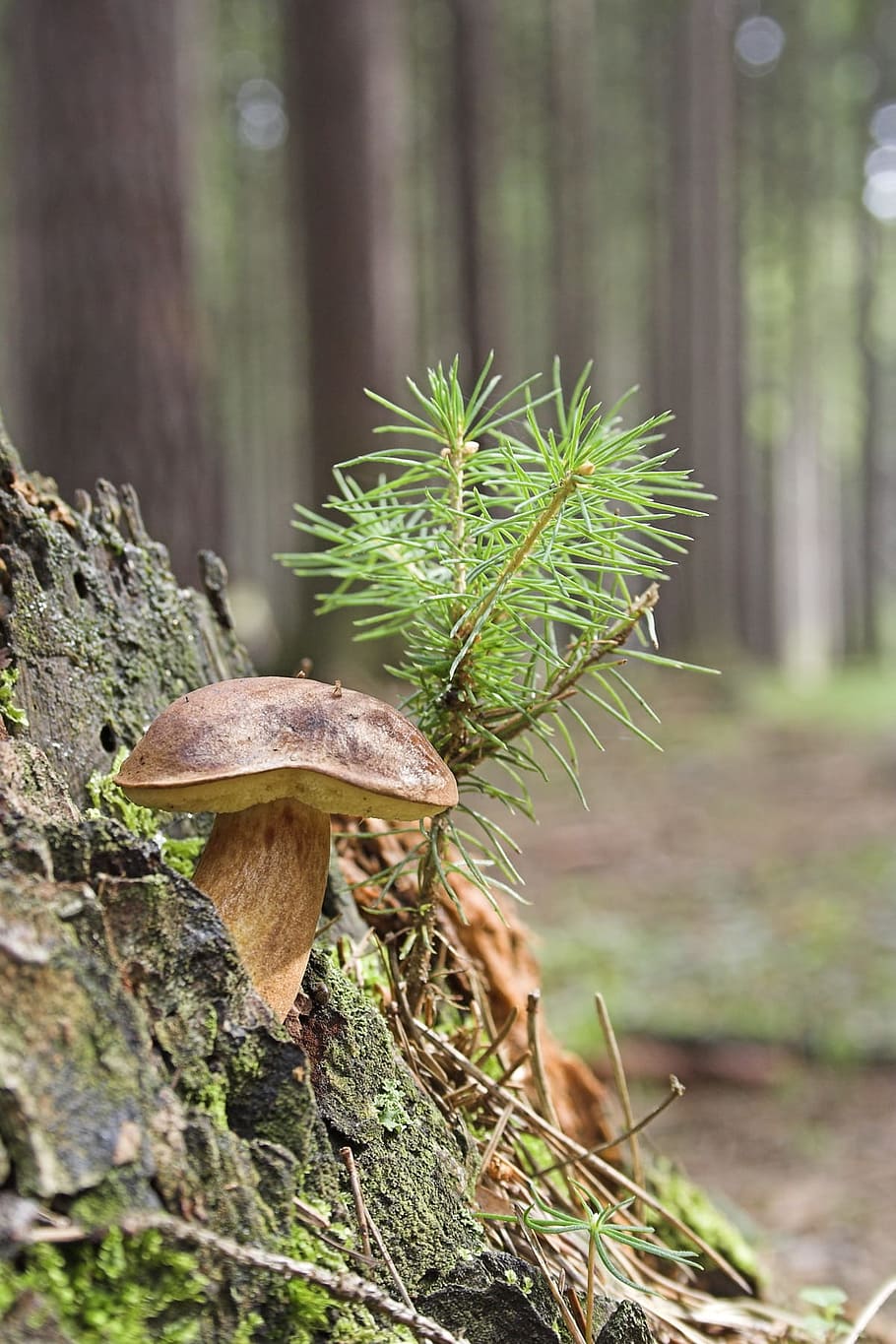 Wild, Mushroom, Close, Green, Wood, green, wood, forest, tiny, tree, stump