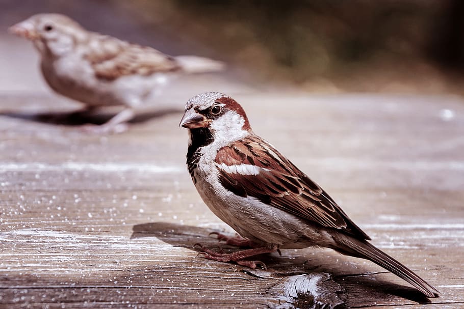 sparrows, two, house sparrow, sperling, birds, nature, plumage, animal world, bill, the cheeky sparrow