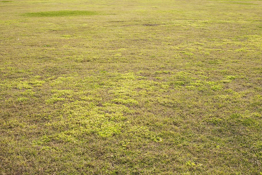 grass, texture, green, field, football, area, close, background, plant, landscape