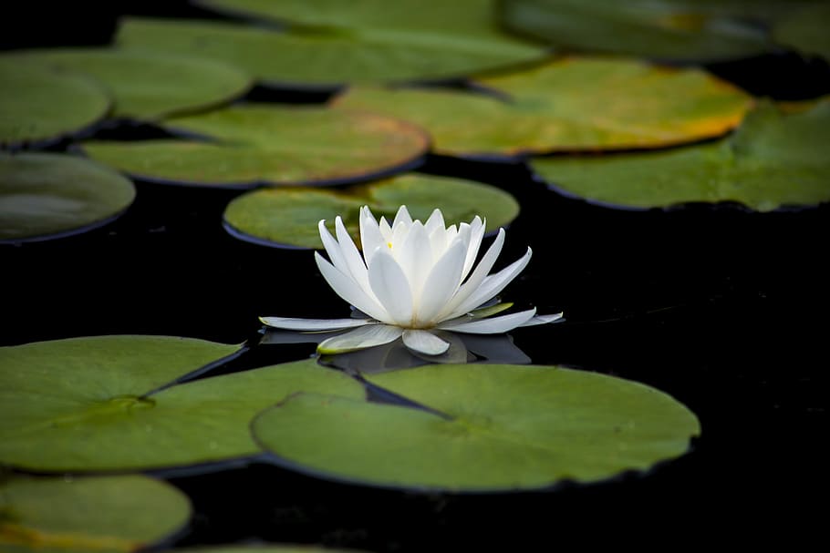 white, lotus, body, water, lily, aquatic, flowers, leaf, plants, water lilies