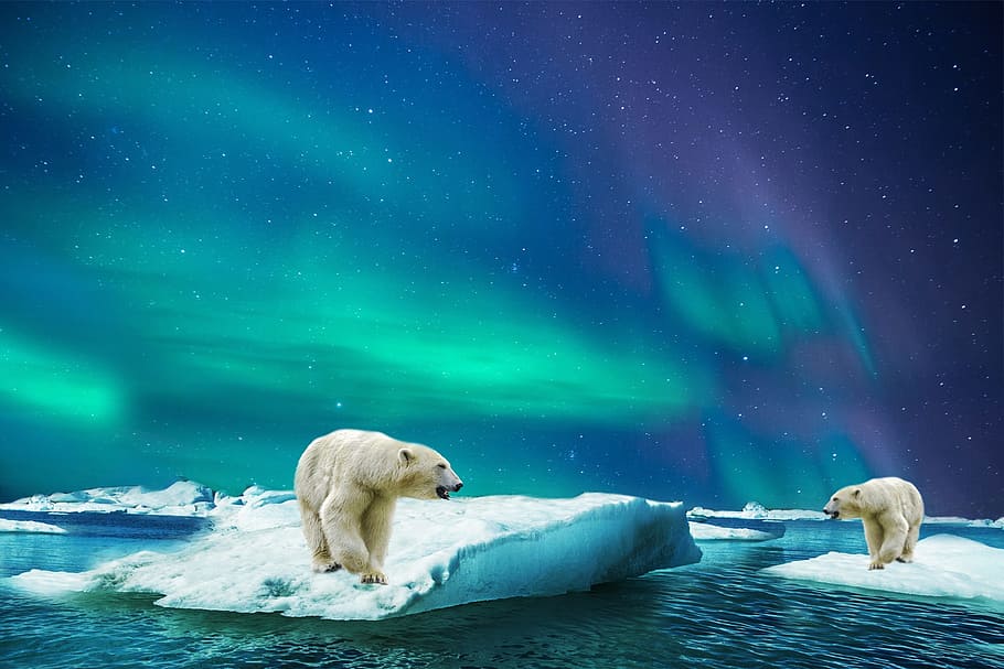 foto, dos, polar, osos, arriba, icebergs, noche, oso polar, vidrio, oso