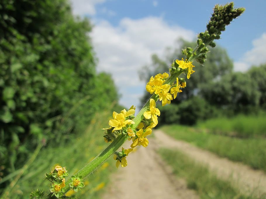 yellow, cluster flower, selective, focus photography, agrimonia eupatoria, common agrimony, church steeples, sticklewort, wildflower, flora
