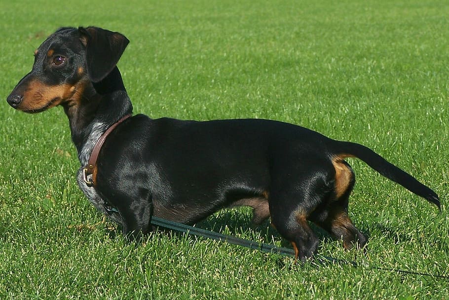adult, smooth, black, tan, dachshund, leash, grass, wiener dog, dog, doxie