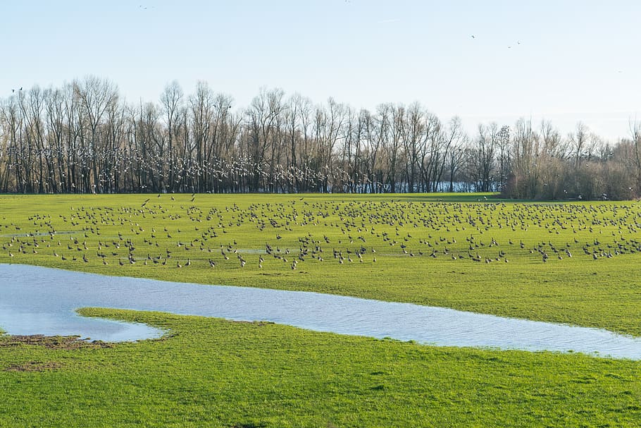 nature, landscape, grass, panorama, agriculture, wild geese, geese, meadow, niederrhein, plant
