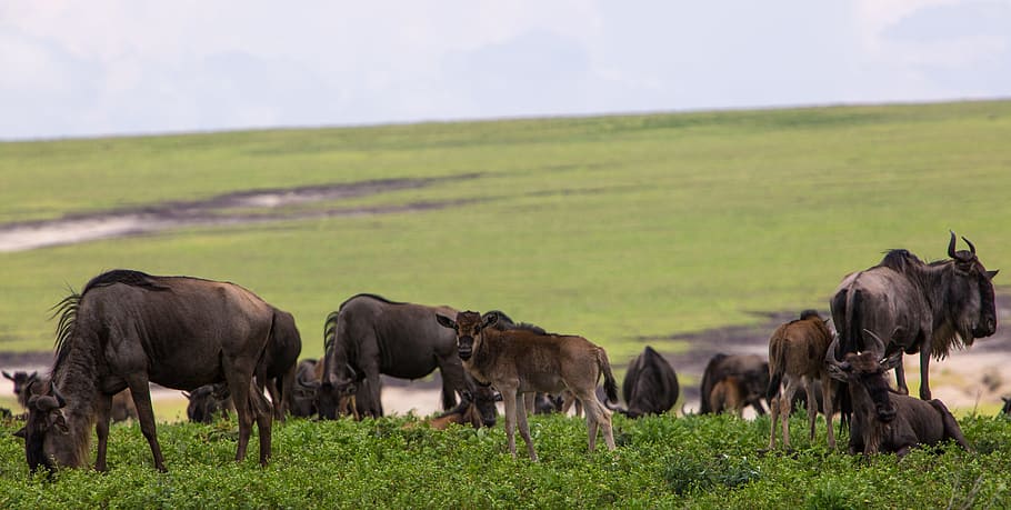 ngorongoro conservation area, tanzania, wildebeeste, nature, africa, park, travel, landscape, wildlife, ngorongoro