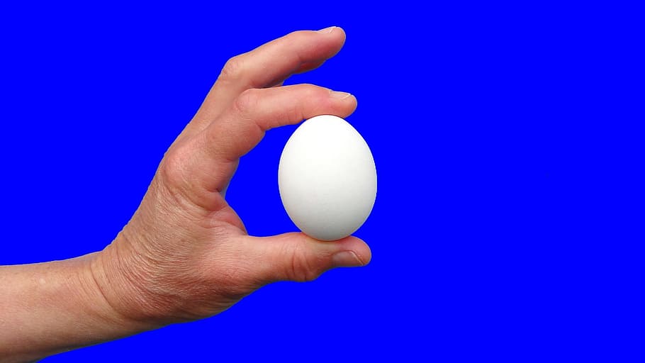 Huevo, mano, pollito, fondo azul, azul, mano humana, parte del cuerpo humano, deporte, pelota, dedo humano
