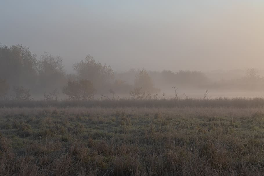 rural morning, gate, misty, mist, sunrise, grass, fog, landscape, haze, outdoors