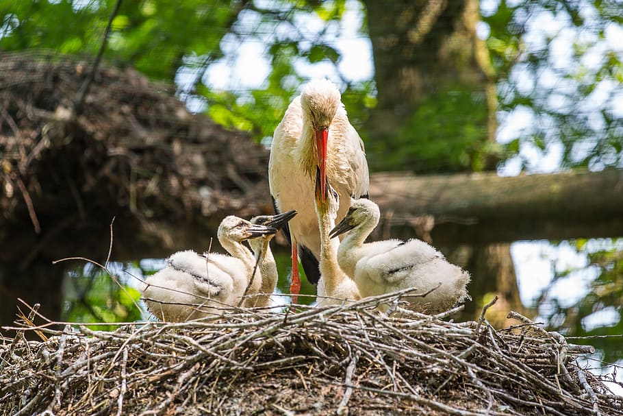 Stork, Nest, Rattle, storchennest, rattle stork, brood care, young, feed, family, nest building