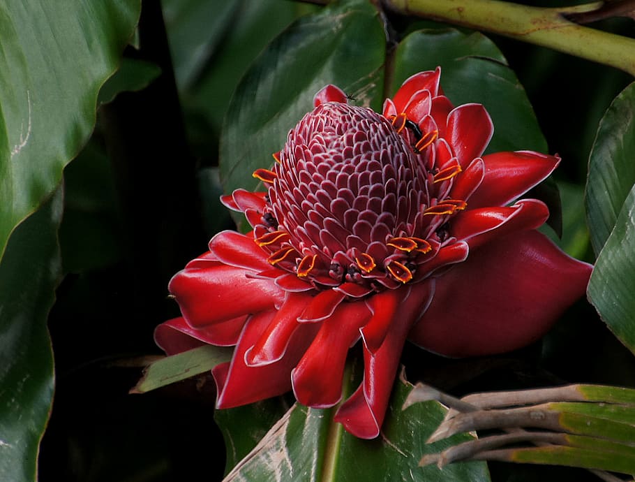 Rojo, antorcha, jengibre, planta, flor de banano rojo, flor, planta floreciendo, belleza en la naturaleza, frescura, primer plano