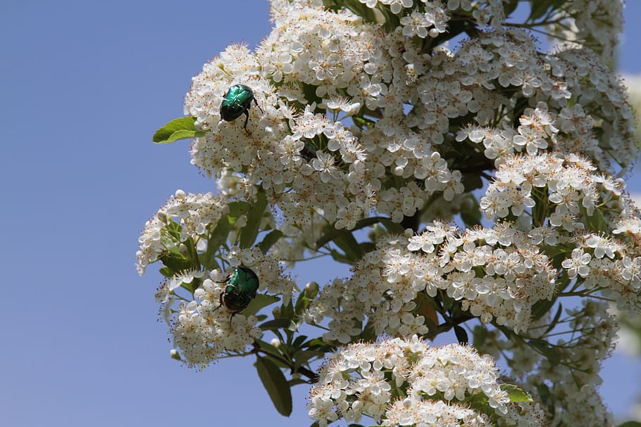 rose beetle, firethorn, white, bush, blossom, bloom, flora, plant, evergreen, nature