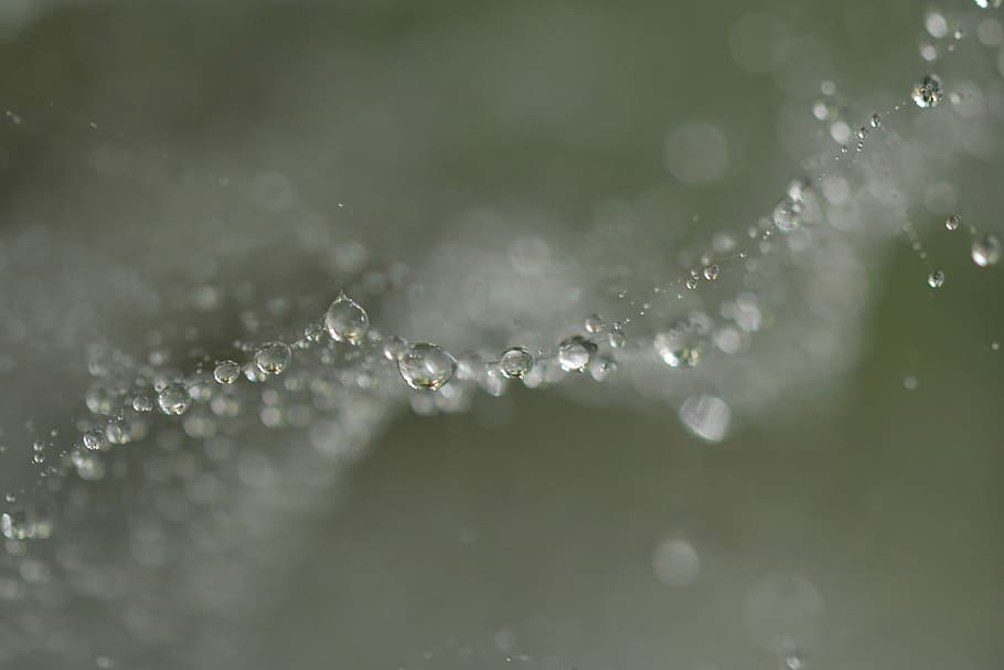 tilt shift lens photo, water dew, bubble, droplets, spiderweb, dew, rain, water, wet, h2o