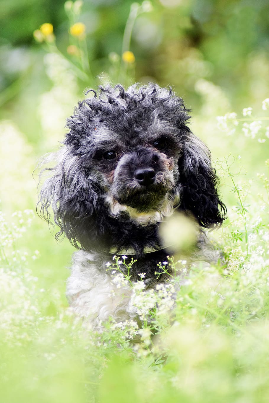 Miniature Poodle, Poodle, Dog, dog, poodle, summer, meadow, green, cute, sweet, pets