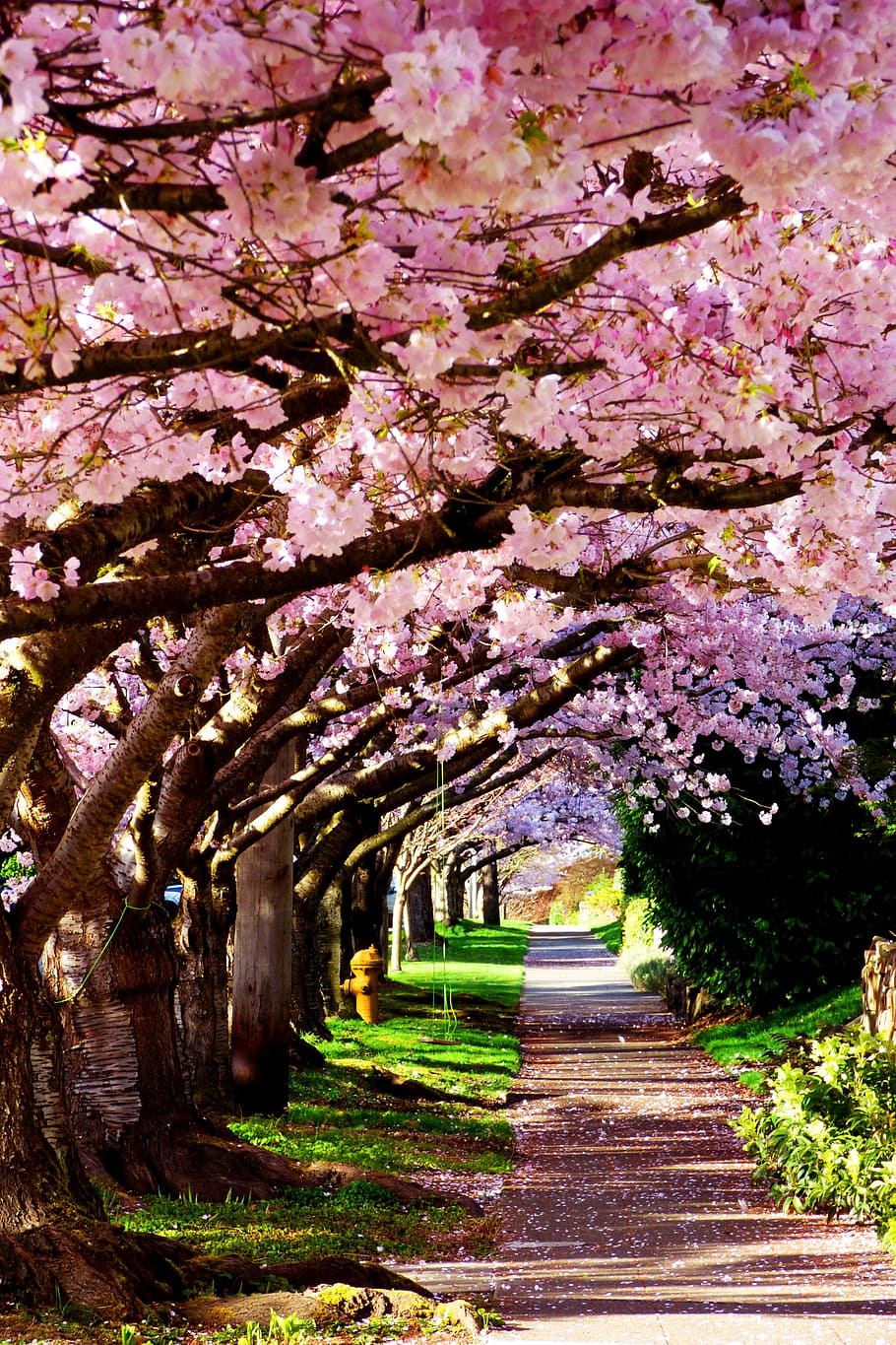 kosong, jalan, pink, ceri, mekar, pohon, siang hari, pohon Cherry Blossom, bunga, musim semi