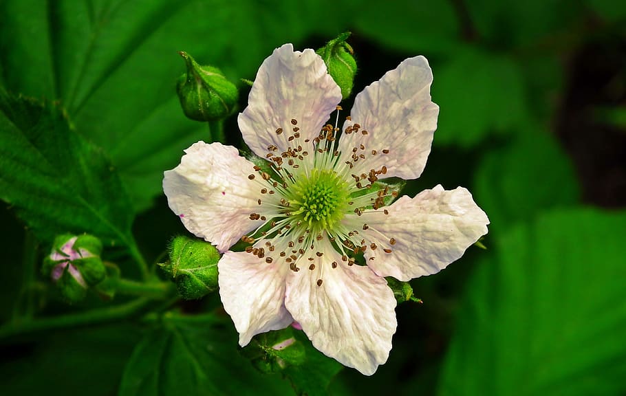 blackberry bezkolcowa, flower, plant, blossoming, fruit, bush, garden, the petals, spring, nature