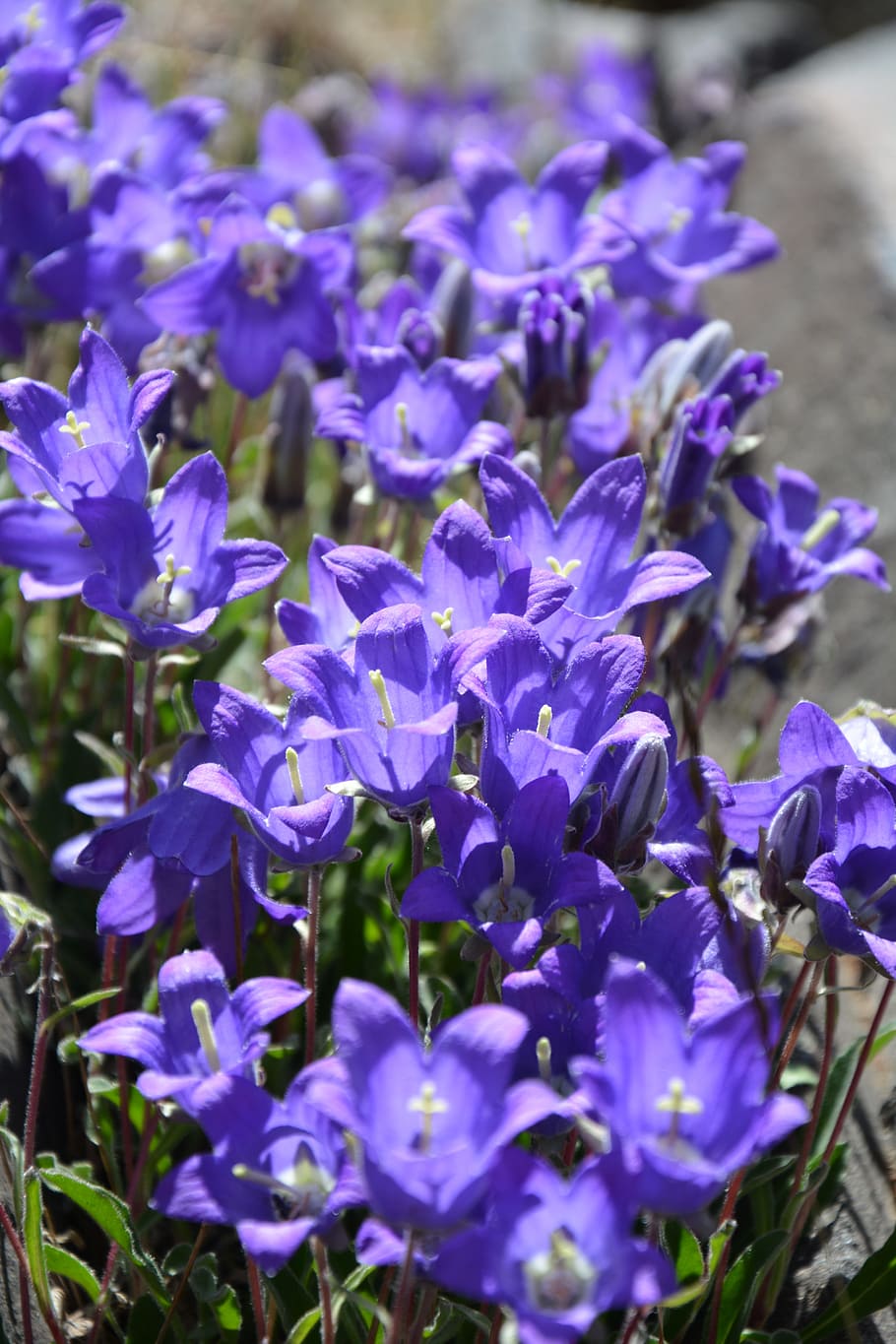 flower, nature, macro, spring flowers, plant, flowers, the leaves are, spring, purple flowers, beautiful