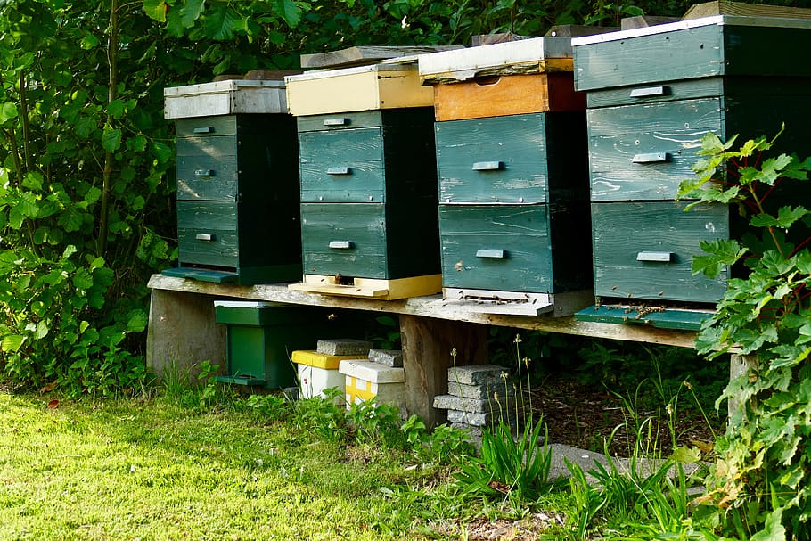 bees, hive, honey, bee, apiary, bees tables, beekeeper, beekeeping, beekeepers, apiculture
