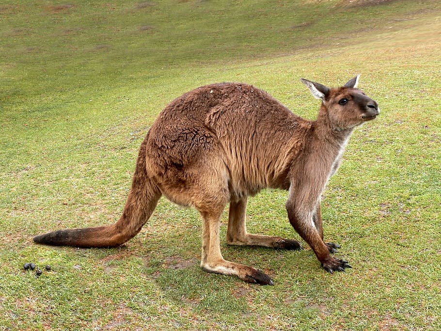 kangaroo on field, Kangaroo, Marsupial, Tail, Australia, wildlife, mammal, wild, aussie, zoo