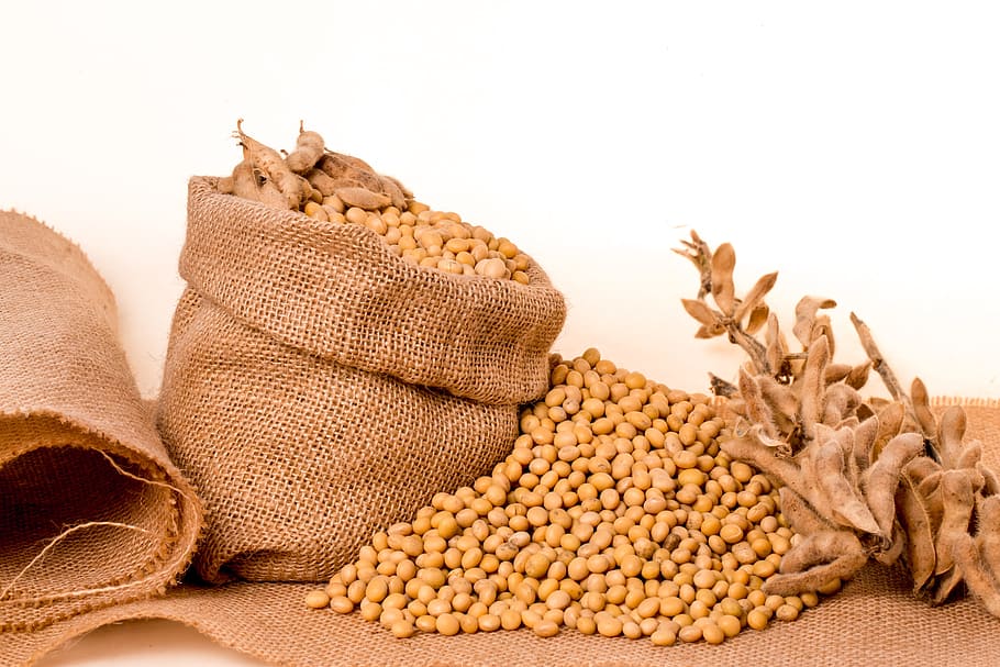 grãos de soja, soja, plantas, sementes, saco, estopa, grão, óleo, feijão, comida e bebida