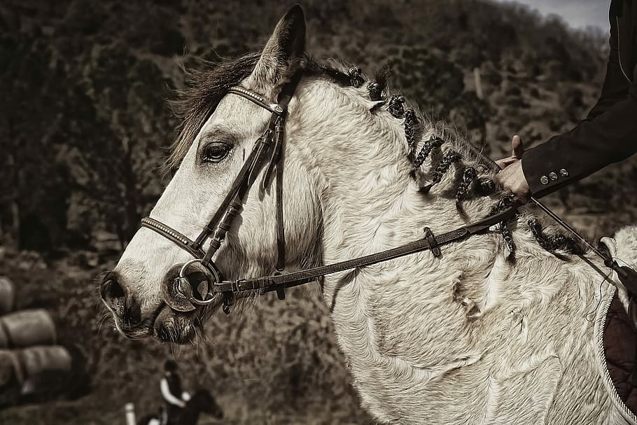 sepia, tone photo, horse, ridings, competitions, equestrian, sport, ponies connemara, contest, jumper