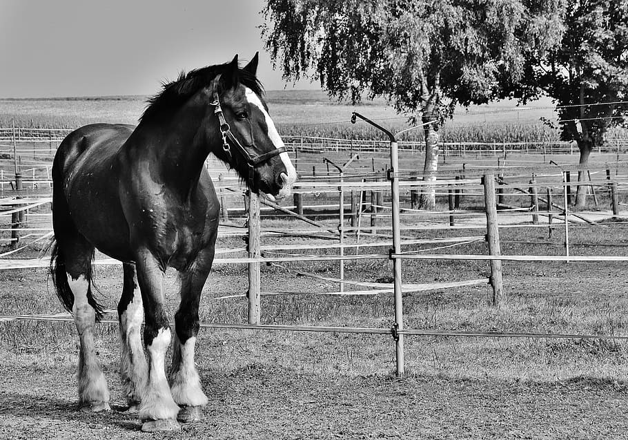 foto en escala de grises, caballo, shire horse, caballo grande, paseo, reinstalación, acoplamiento, prado, animal, fotografía de vida silvestre