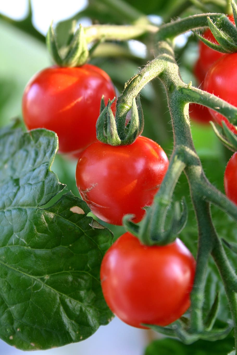 bush tomato, red, healthy, delicious, vegetables, garden, vitamins, trusses, juicy, vegetable