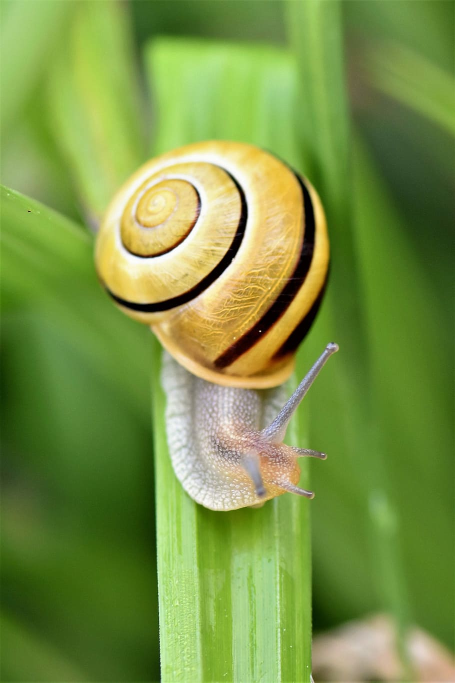closeup, photography, snail, grass, animal, creature, nature, shell, slowly, close