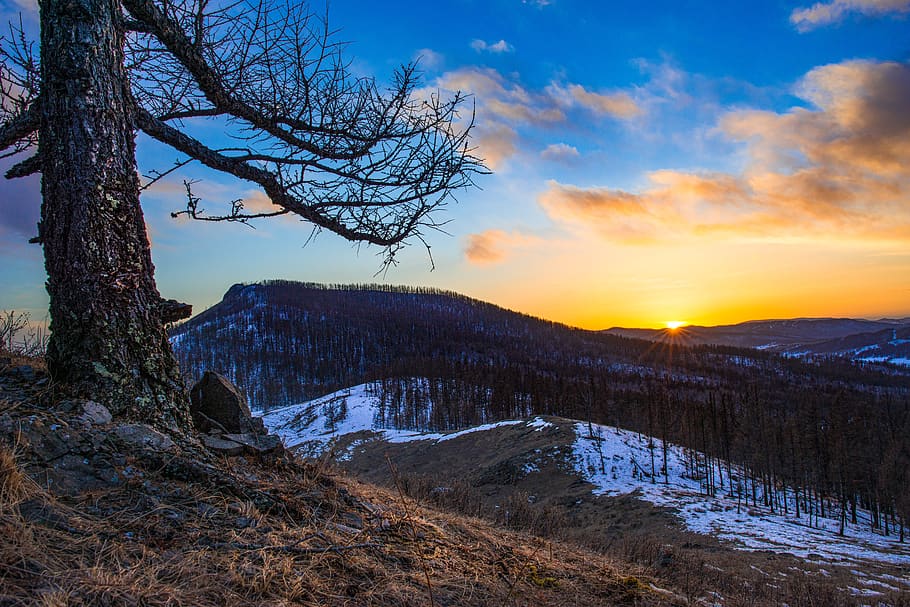 paisaje, puesta de sol, principios de invierno, bosque, pueblo bogart, mongolia, cielo, árbol, belleza en la naturaleza, planta