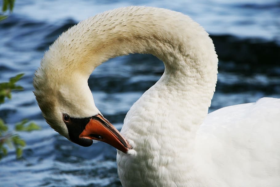 swan, close up, animal, beak, bird, neck, white, feathers, water, lake