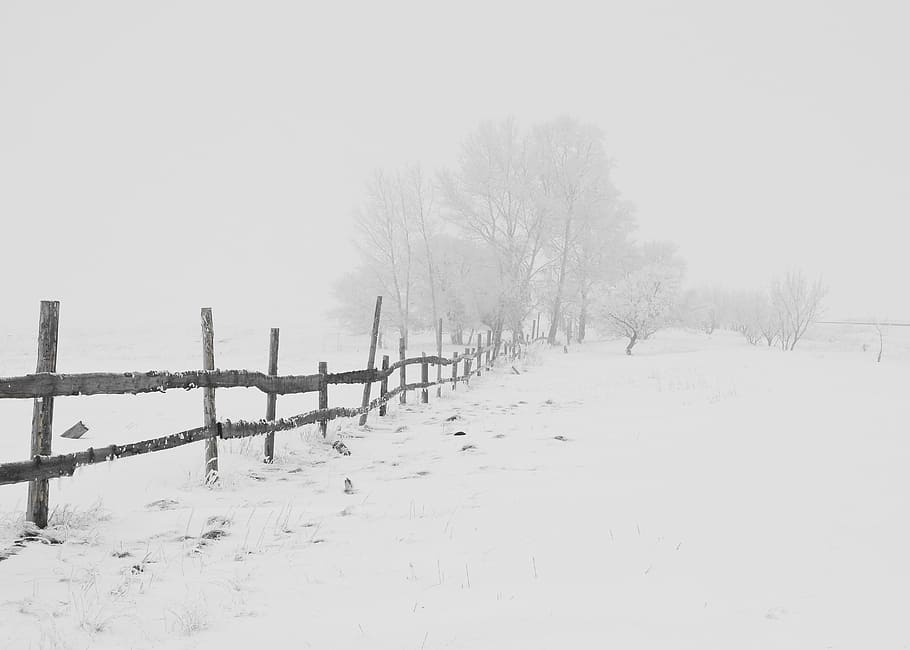 brown, fence, trees, cover, snow, cold, fog, gray, white, winter