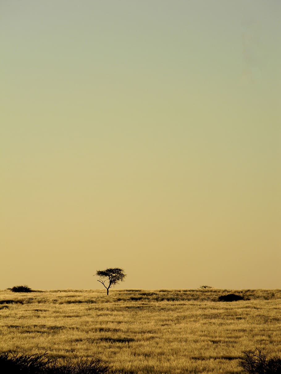 silhouette photo, green, tree, africa, namibia, desert, nature, landscape, holiday, dry