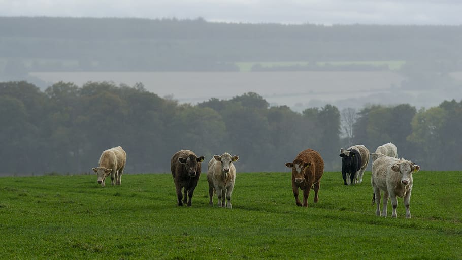 scotland, cows, meadow, beef, oxen, mammal, animal themes, group of animals, animal, domestic animals