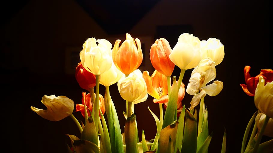 naturaleza, planta, tulipán, brillante, amarillo, descolorido, viejo, Flor, planta floreciente, belleza en la naturaleza