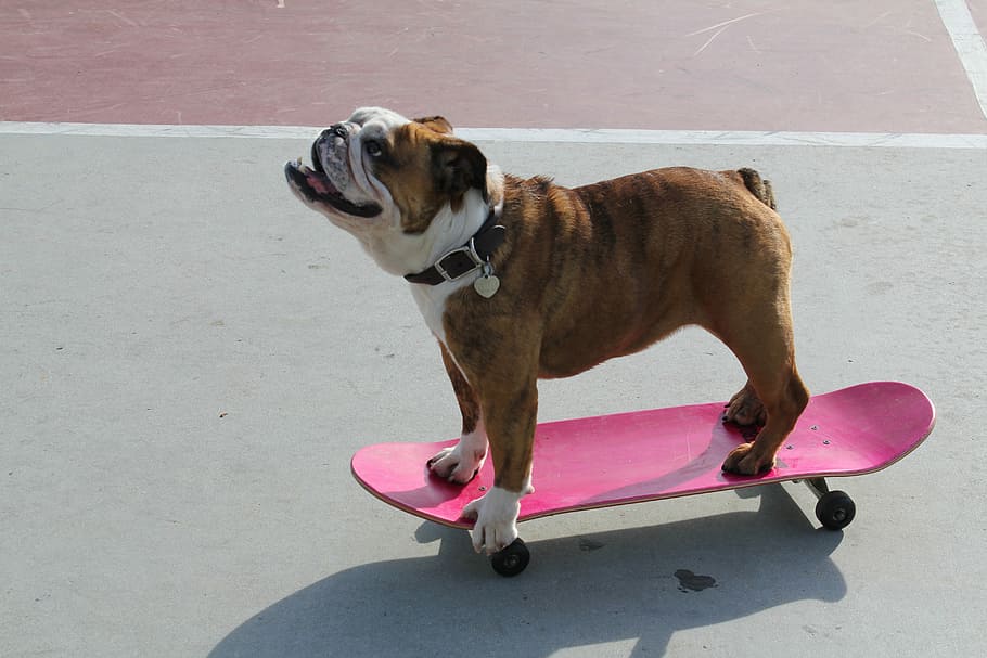 brindle english, bulldog, riding, pink, skateboard, outdoor, dog, canine, pet, cute