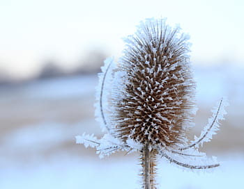 lemmer Kontrakt Mexico Royalty-free thistle in winter photos free download | Pxfuel