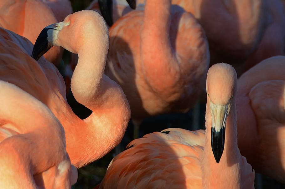 pink, flamingos, birds, animals, beaks, food, food and drink, close-up, orange color, day
