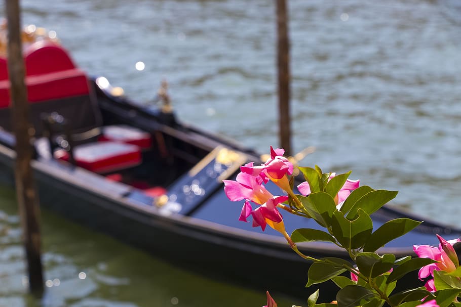 venice, italy, architecture, channel, boats, haven, gondolas, arcades, detail of, flower